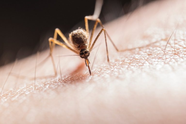 Jak się uchronić przed komarami