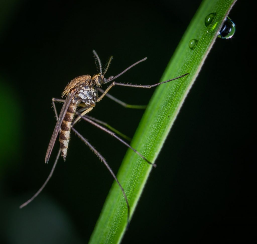 Jak się uchronić przed komarami