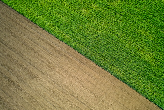 Na jaki herbicyd kukurydziany warto się zdecydować?