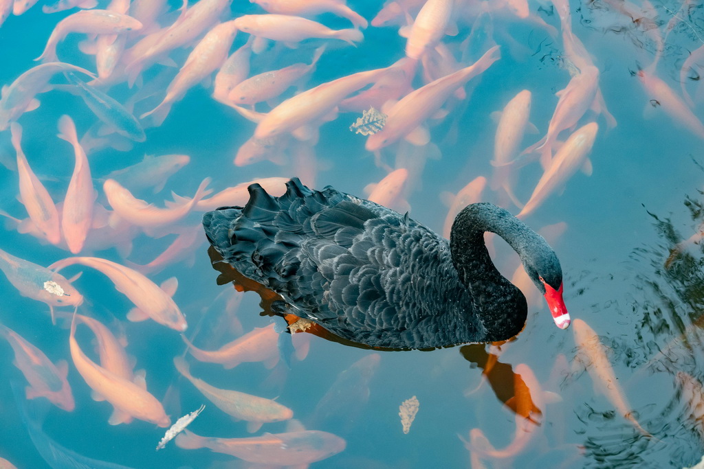 Jak przygotować oczko wodne na zimę z rybami?